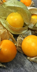 Физалис декоративный_Граунд Черри земляничный (Сухоцветы)_0,2_г._Семена Алтая