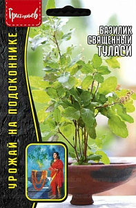 Базилик_Туласи (священный) б/ф_1_г._Григорьев