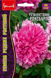 Роза_Кустовая Роксбурга б/ф_10_шт._Григорьев