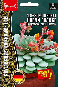 Эхеверия (толстянка)_Городской апельсин (Urban Orange) б/ф_5_шт._Григорьев