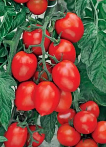 Томат_Рио Гранде_0,1_г._Семко