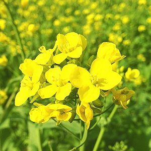 Горчица белая ( вес.) кг