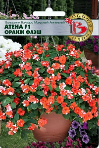 Бальзамин_Атена F1 Оранж Флэш (амп махр)_0,04_шт._Биотехника