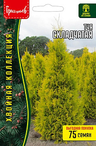 Туя_Складчатая б/ф_0,1_г._Григорьев