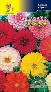 Георгин_Махровая см_0,2_г._Цветущий Сад