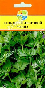 Сельдерей_Афина (листовой)_0,2_г._Акварель