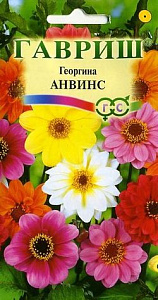 Георгин_Анвинс см_0,3_г._Гавриш