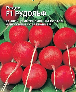 Редис_Рудольф F1 (Бейо)_1_г._Акварель