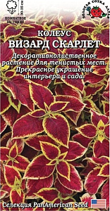 Колеус_Визард скарлет_10_шт._Золотая Сотка Алтая