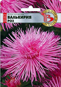 Астра_Валькирия Аврора см (игольчатая)_100_шт._Биотехника