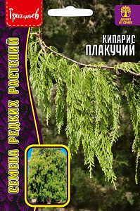 Кипарис_Плакучий б/ф_20_шт._Григорьев