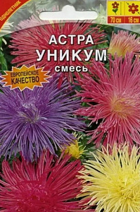 Астра_Уникум см (игольчатая)_0,2_г._Акварель