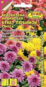 Хризантема_Букет любимой см (индийская)_0_г._Аэлита Э
