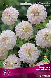 Георгин_Декоративная см_20_шт._Акварель