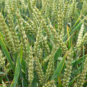 Рожь ( вес.) кг