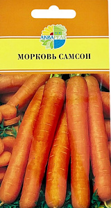 Морковь_Самсон_1_г._Акварель