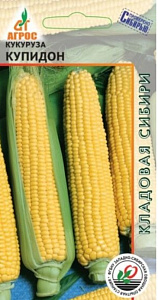 Кукуруза_Купидон (сах) (Кладовая Сибири)_2_г._АГРОС