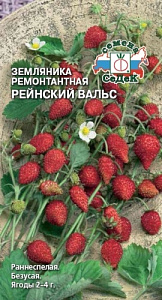 Земляника_Рейнский Вальс_0_г._Седек